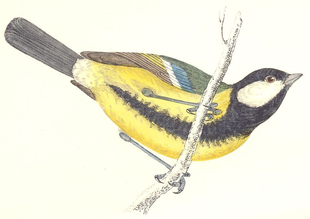 BIRDS. Tit Great Tit. Native of Europe. Africa (Morris) 1865 old antique print